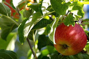 Over 813 Varieties, of Apples, But How Many Are Locally Grown? Blog Post
