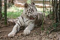 200px-White tiger bangalore