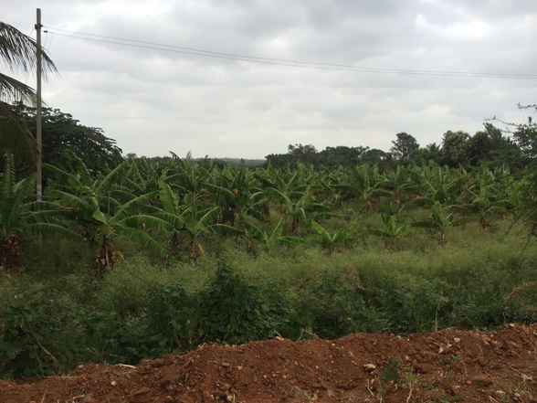 Bangalore banana grove on way to mysore