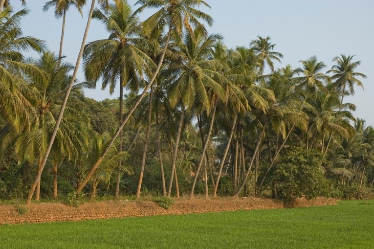Bangalore coconut trees by field