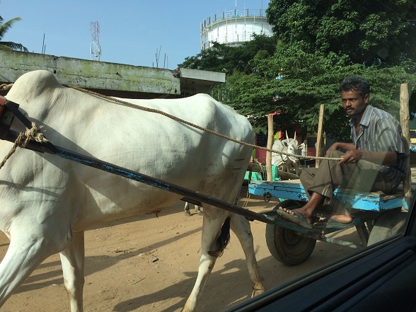Bangalore cow 2