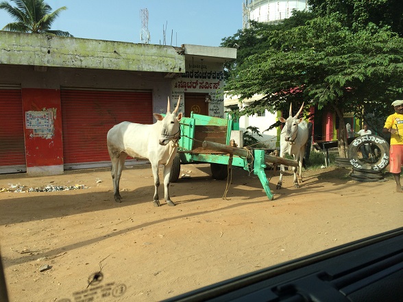 Bangalore cow 3