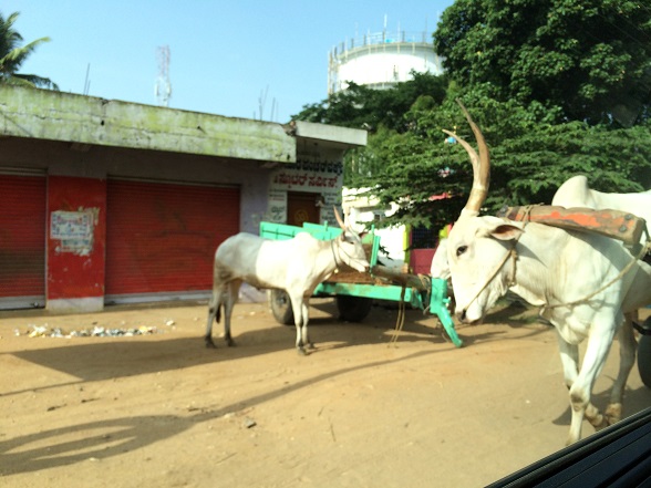 Bangalore cow on way to mysore