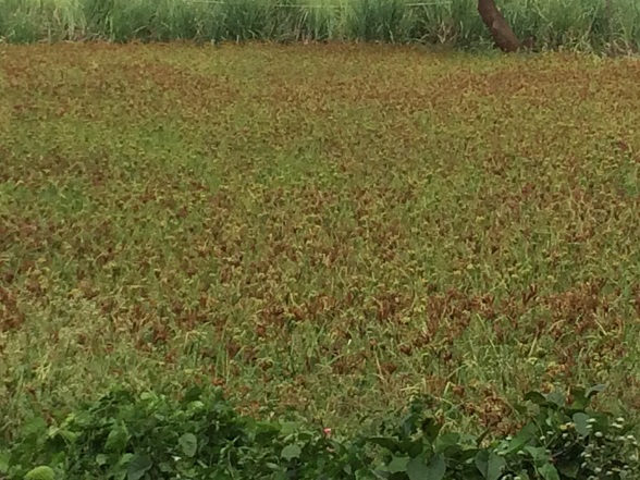 Bangalore millet field on way to Mysore