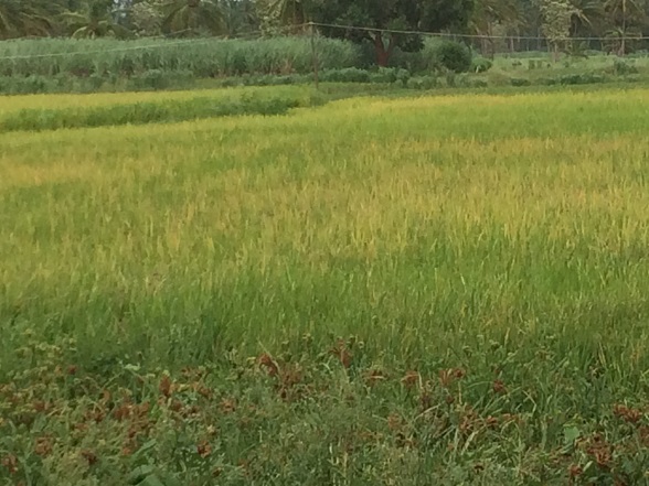 Bangalore rice fields