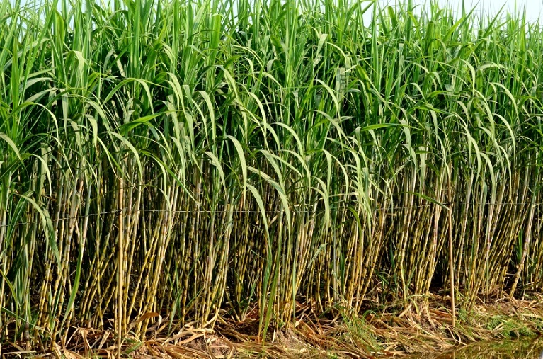 Bangalore sugarcane fields