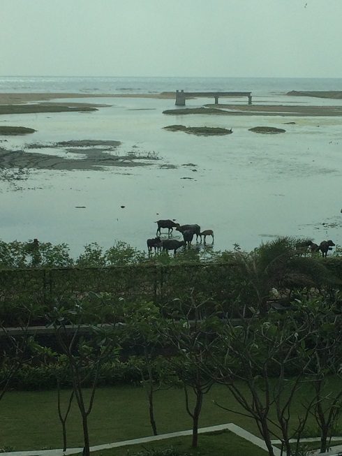 Lela Cows in water