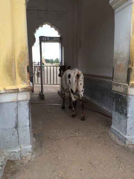 Mysore Palace 5