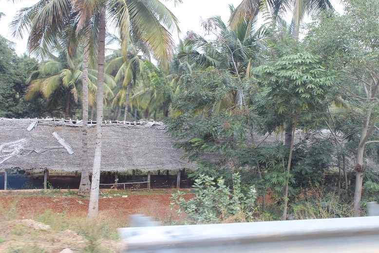 chicken coop with roof made from coconut tree branches