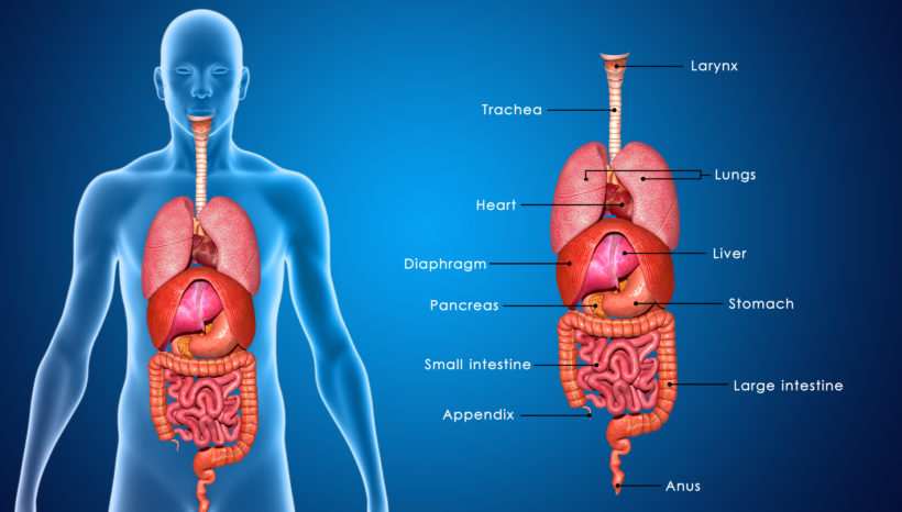 Understanding Digestion (Part One)