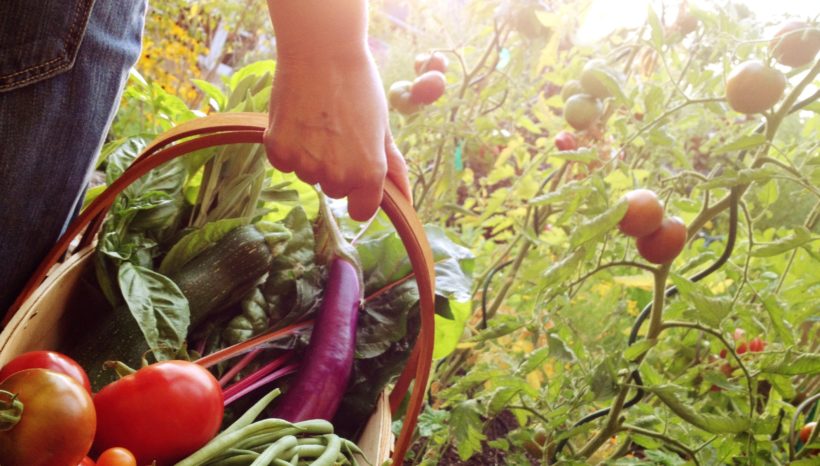 The Importance of Eating Locally and In Season